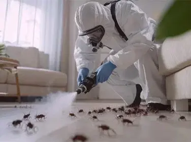 Pest Control SEO