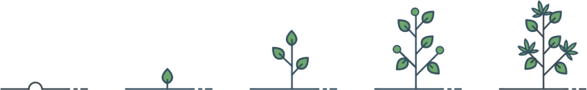 cannabis-main