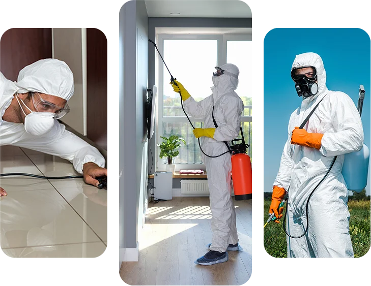 Understanding & Working of Pest Control SEO